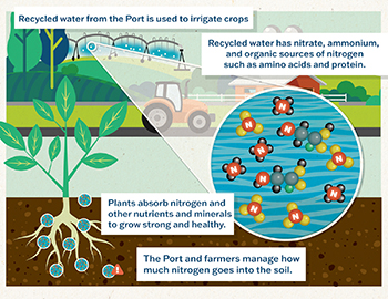 Recycled water from the Port is used to irrigate crops. Recycled water has nitrate, ammounium, and organic sources of nitrogen such as amino acids and protein. Plants absorb nitrogen and other nutrients and minerals to grow strong and healthy. The Port and farmers manage how much nitrogen goes into the soil.